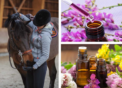 Fleurs de Bach : 38 élixirs pour harmoniser nos émotions… et celles de nos chevaux