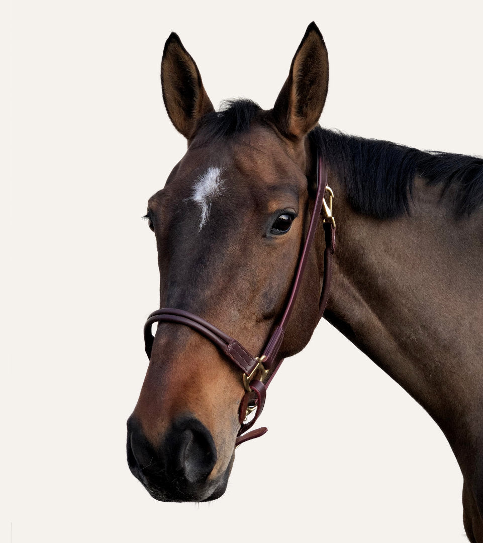 Licol cheval, Abnoba, Noir et cuir de saumon Carmille – Crin d'élégance  Sellerie