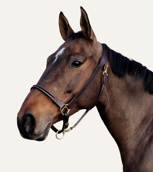 licol grooming cuir marron cheval equitation alexandra ledermann sportswear alsportswear