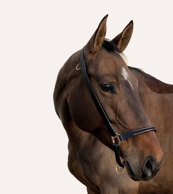 licol grooming cuir noir cheval poney equitation alexandra ledermann sportswear alsportswear